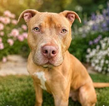 DOM - Foster or Adopter needed -  Pit Bull Terrier Dog for Adoption in Largo, Florida - DOM - Foster Or Adopter Needed | PetCurious