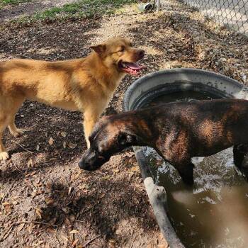 Sunoco -  Chow Chow and Mixed Breed Dog for Adoption in Corpus Christi, Texas - Sunoco | PetCurious