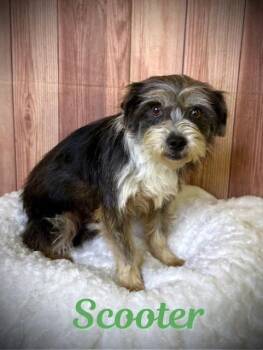 Terrier Dogs Available for Adoption - Scooter | PetCurious
