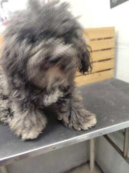 Poodle Dogs Available for Adoption in Garland, Texas - Princesa  | PetCurious