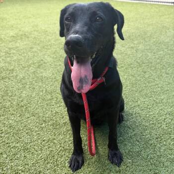 Harmony -  Black Labrador Retriever Dog for Adoption in Greensboro, North Carolina - Harmony | PetCurious