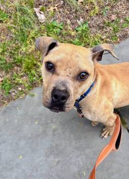 Pit Bull Terrier Dogs Available for Adoption in East Orange, New Jersey - Declan | PetCurious