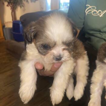 4 Imperial Shitzu puppies -  Shih Tzu Dog for Adoption in Moreno Valley, California - 4 Imperial Shitzu Puppies | PetCurious