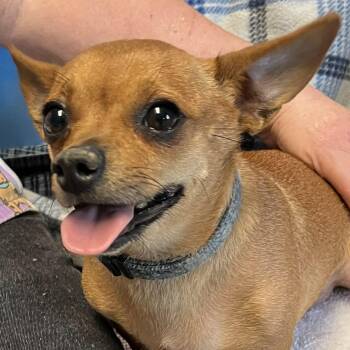 Chihuahua Dogs Available for Adoption in Robinson, Illinois - Lilly | PetCurious