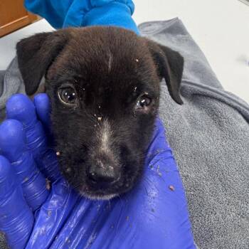 James -  Labrador Retriever and Mixed Breed Dog for Adoption in Starkville, Mississippi - James | PetCurious