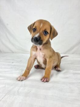 Pooh the tiny mixed breed puppy -  Spaniel and Beagle Dog for Adoption in Muskego, Wisconsin - Pooh The Tiny Mixed Breed Puppy | PetCurious
