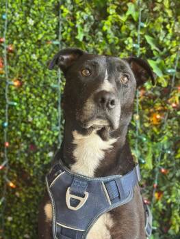 Pit Bull Terrier and Great Dane Dogs Available for Adoption in Carlsbad, California - Cash-One Of Our Amazing Rescue Dogs | PetCurious