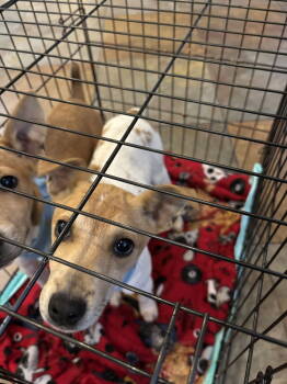 Rescue Rat Terrier Dogs for Adoption in Columbia, Tennessee - Barney~ | PetCurious