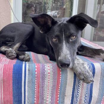 Reba -  German Shorthaired Pointer and Husky Dog for Adoption in Berkeley, California - Reba | PetCurious