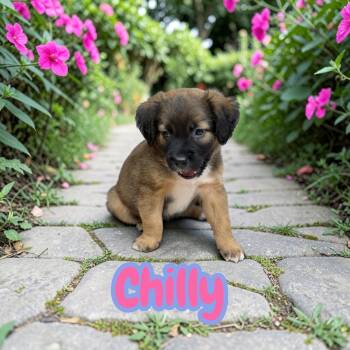 Chilly -  German Shepherd Dog Dog for Adoption in Houston, Texas - Chilly | PetCurious