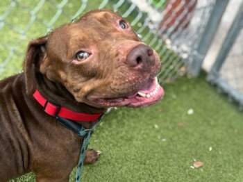 Beef Jerky -  American Bulldog and Mixed Breed Dog for Adoption in Gainesville, Florida - Beef Jerky | PetCurious