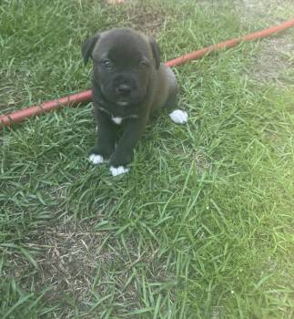 Hermione (Harry Potter litter) -  Labrador Retriever and Terrier Dog for Adoption in Holly Springs, North Carolina - Hermione (Harry Potter Litter) | PetCurious