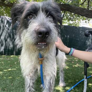 Georgia -  Mixed Breed Dog for Adoption in Saint Charles, Missouri - Georgia | PetCurious
