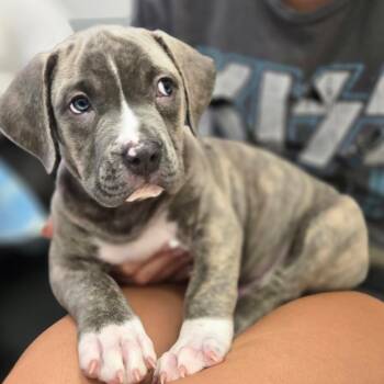Weston -  Boxer and Pit Bull Terrier Dog for Adoption in York, Pennsylvania - Weston | PetCurious