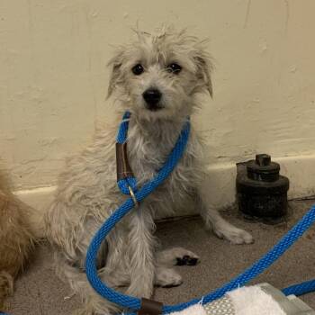 Circe -  Terrier Dog for Adoption in Pasadena, California - Circe | PetCurious