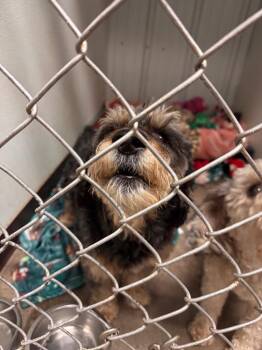 Clyde -  Poodle Dog for Adoption in Pottsville, Pennsylvania - Clyde | PetCurious