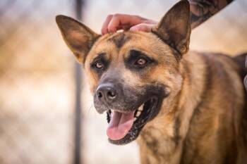 Wiley -  Shepherd Dog for Adoption in Twentynine Palms, California - Wiley | PetCurious