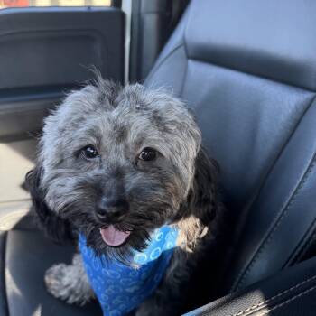 Maltese Dogs Available for Adoption in La Center, Washington - Nacho | PetCurious