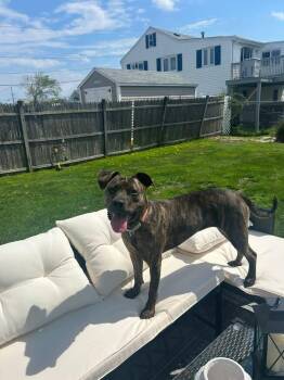 Mixed Breed Dogs Available for Adoption in Pembroke, Massachusetts - Hallsey | PetCurious