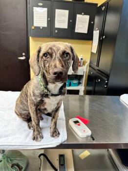SNOOP -  Catahoula Leopard Dog and Beagle Dog for Adoption in Cookeville, Tennessee - SNOOP | PetCurious
