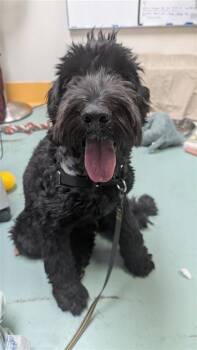 Coffee -  Mixed Breed Dog for Adoption in Montreal, Quebec - Coffee | PetCurious