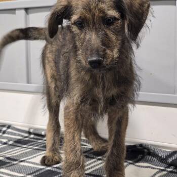 Poodle and Belgian Shepherd Malinois Dogs Available for Adoption - Lindsey  | PetCurious