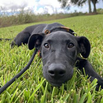 Rescue Black Labrador Retriever Dogs for Adoption in Pearland, Texas - Dolly | PetCurious