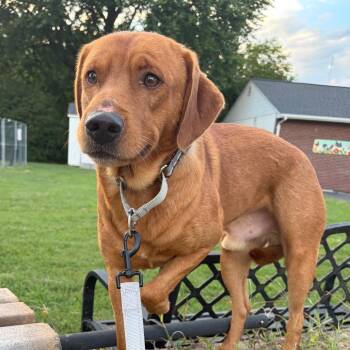 Motion -  Mixed Breed Dog for Adoption in Fredericksburg, Virginia - Motion | PetCurious
