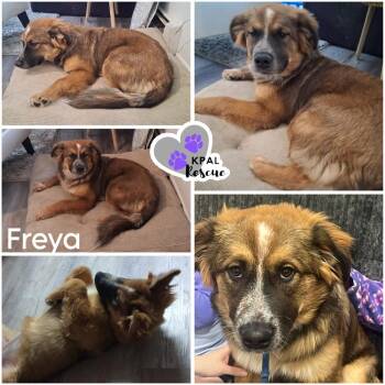 Freya -  Australian Cattle Dog Blue Heeler and German Shepherd Dog Dog for Adoption in Kenai, Alaska - Freya | PetCurious