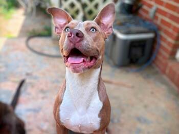 Pit Bull Terrier Dogs Available for Adoption in Buford, Georgia - Clover | PetCurious