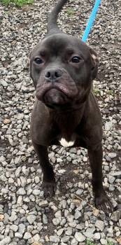 Mixed Breed Dogs Available for Adoption in Mckeesport, Pennsylvania - Nugget | PetCurious