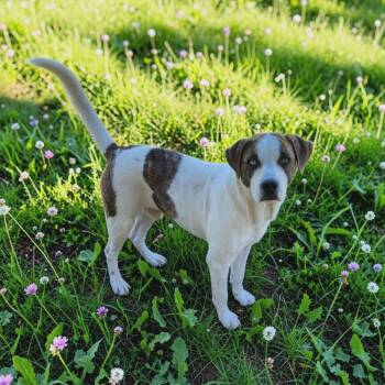 Mixed Breed Dogs Available for Adoption in Boaz, Alabama - Porter | PetCurious