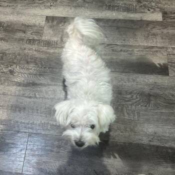 Lilo -  Maltese Dog for Adoption in Kansas City, Missouri - Lilo | PetCurious