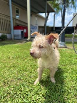 Rescue Toy Fox Terrier Dogs for Adoption in Sugar Land, Texas - BEIGNET | PetCurious