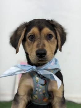 Casanova-One of our Amazing Rescue Dogs -  Black And Tan Coonhound and Golden Retriever Dog for Adoption in Carlsbad, California - Casanova-One Of Our Amazing Rescue Dogs | PetCurious