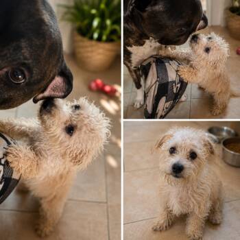 CARLA GS -  Maltese Dog for Adoption in Lucas, Texas - CARLA GS | PetCurious