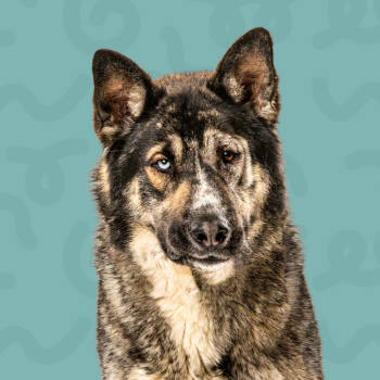 Rescue German Shepherd Dog and Husky Dogs for Adoption in Reno, Nevada - Lobo | PetCurious