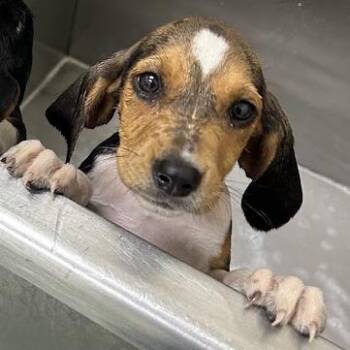 Phoebe -  Beagle Dog for Adoption in Lyndhurst, Virginia - Phoebe | PetCurious