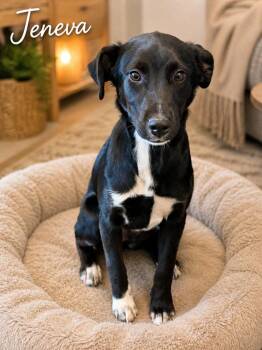 Mixed Breed Dogs Available for Adoption in Clarksville, Tennessee - Jeneva | PetCurious
