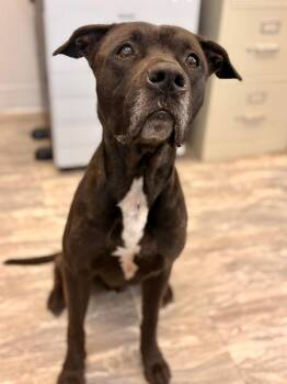 Astro -  Labrador Retriever and Terrier Dog for Adoption in Rensselaer, Indiana - Astro | PetCurious