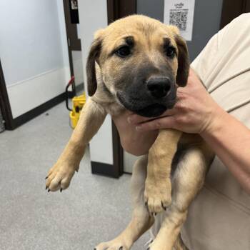Ara -  German Shepherd Dog and Husky Dog for Adoption in Durango, Colorado - Ara | PetCurious