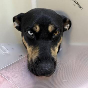Glinda -  German Shepherd Dog Dog for Adoption in Walnut Creek, California - Glinda | PetCurious
