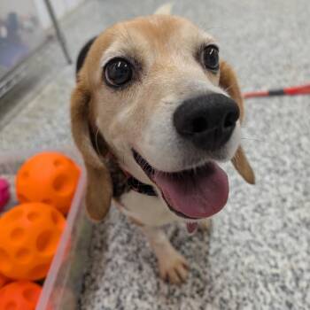 Beagle Dogs Available for Adoption in Nowata, Oklahoma - Tigra | PetCurious