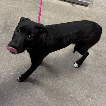 Elune -  Mixed Breed Dog for Adoption in Las Cruces, New Mexico - Elune | PetCurious