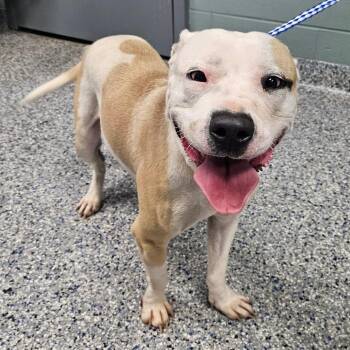 American Staffordshire Terrier Dogs Available for Adoption - Lani | PetCurious