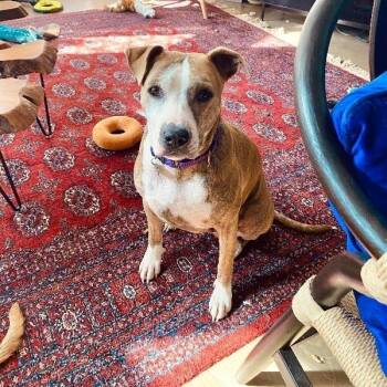 Pit Bull Terrier and Labrador Retriever Dogs Available for Adoption in Friendswood, Texas - Josie Rosie Your Couch Loving Princess | PetCurious