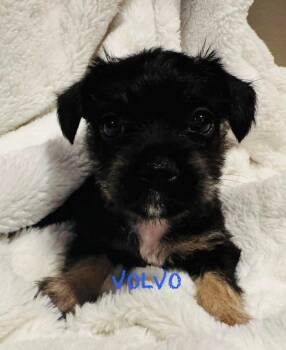 Terrier and Pug Dogs Available for Adoption - Volvo | PetCurious