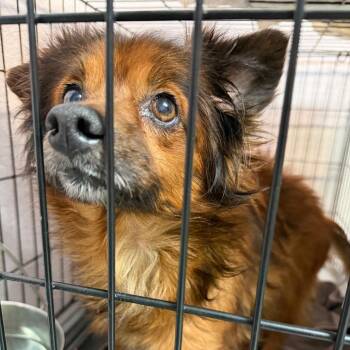 Mixed Breed Dogs Available for Adoption - Baklava | PetCurious