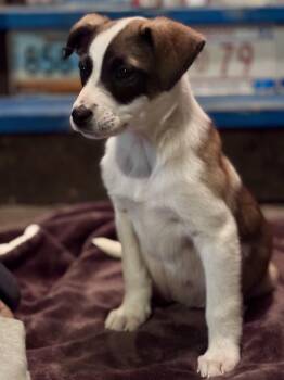 Mixed Breed Dogs Available for Adoption - Tucker | PetCurious