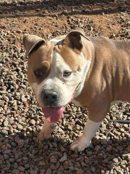 Rocky -  Pit Bull Terrier Dog Available for Adoption in Washington, Utah - Rocky | PetCurious